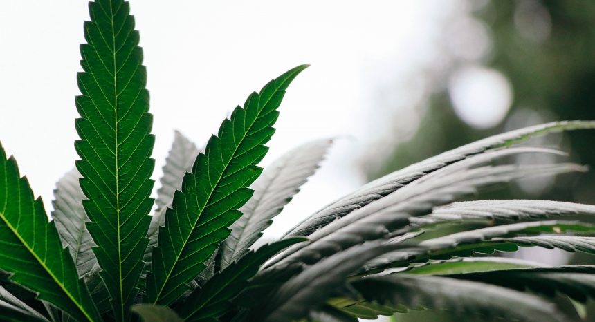 marijuana