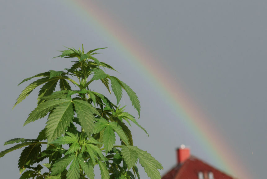 Marijuana plant