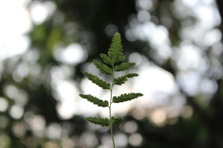 carbon offsets